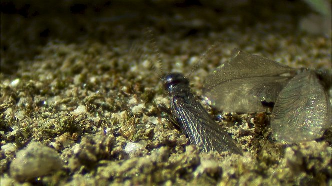 Universum: Die geheime Welt der Termiten - Van film