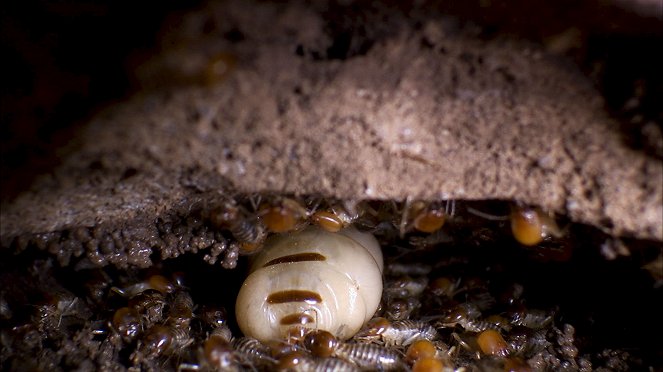 Universum: Die geheime Welt der Termiten - Z filmu