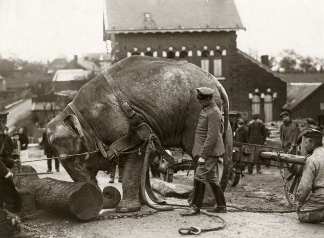 Animali nella Grande Guerra - De la película