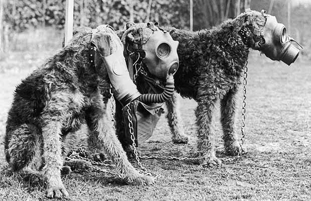 Animals in the Great War - Photos
