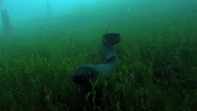 The Mystery of Eels - Photos