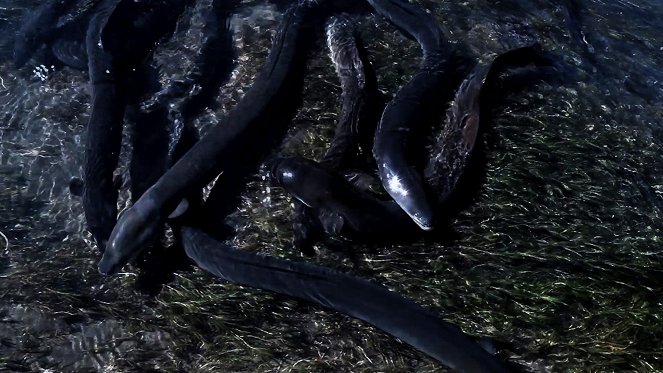 The Mystery of Eels - Photos