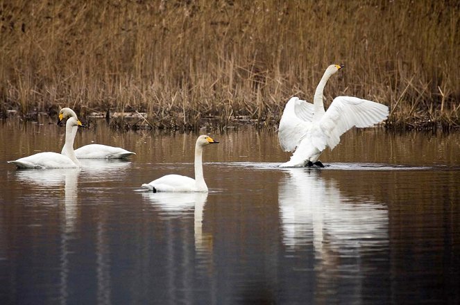 Wildes Karelien - Land der Braunbären und Singschwäne - Filmfotos