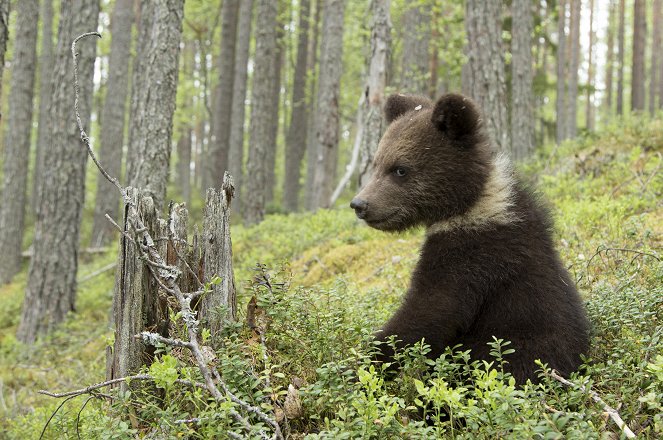 Wildes Karelien - Land der Braunbären und Singschwäne - Z filmu