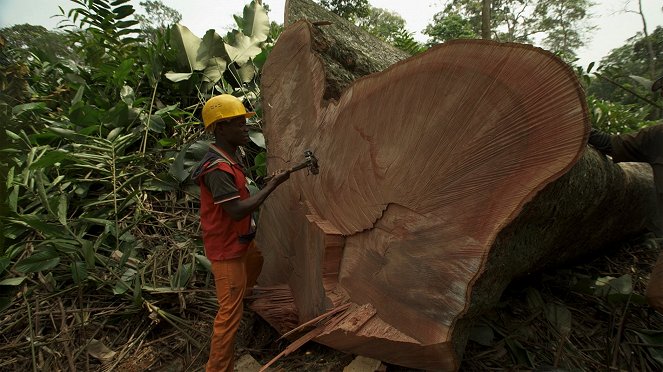 À la reconquête des forêts - Congo, un nouveau pacte avec la forêt - Do filme