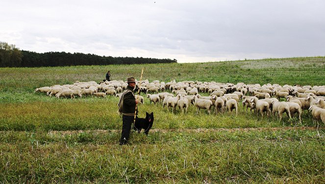 Der Herr der Schafe - Photos