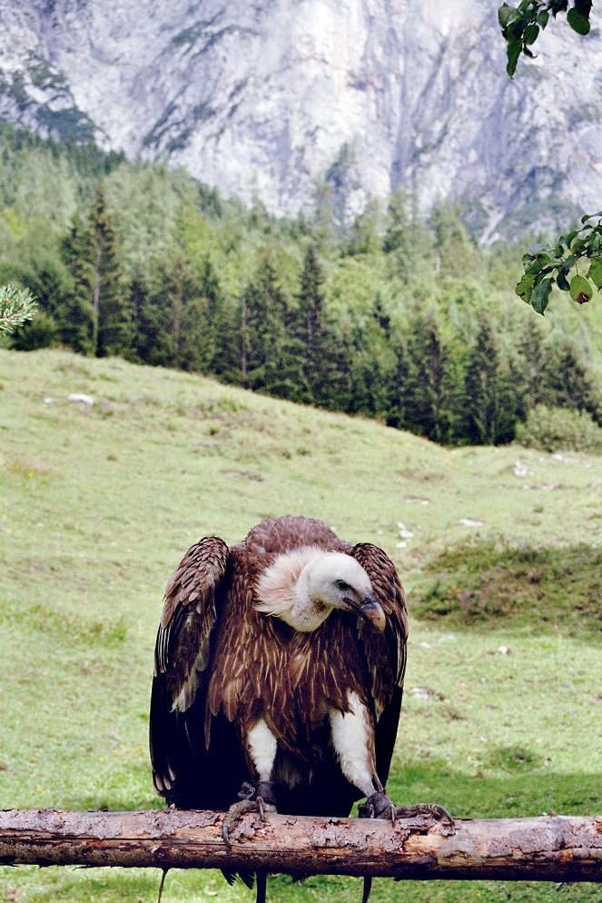 Universum: Untersberg - Sagenreiche Natur - Photos