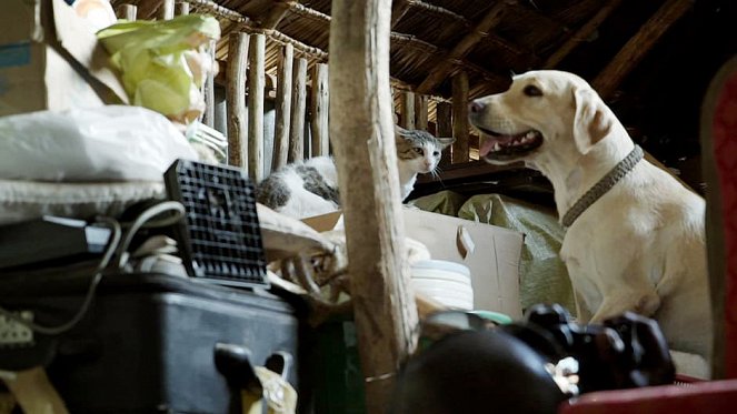 Elfenbenshunden - Kuvat elokuvasta