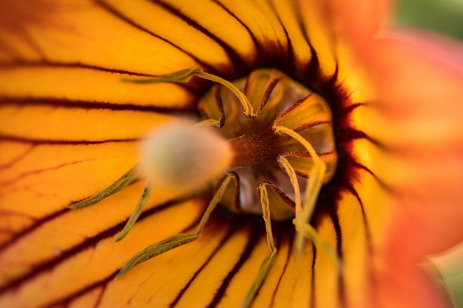 Universum: Die Kanarischen Inseln - Im Reich der Feuerberge - Photos