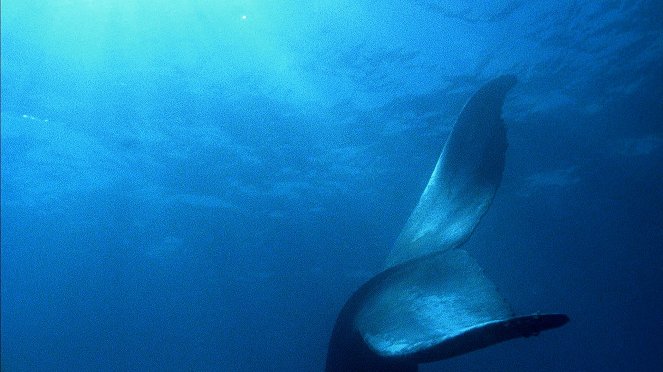 La Véritable Histoire de Moby Dick - Film