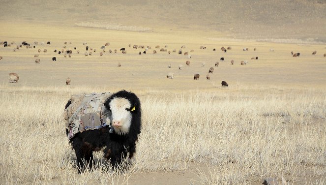 Winter in der Mongolei - Photos
