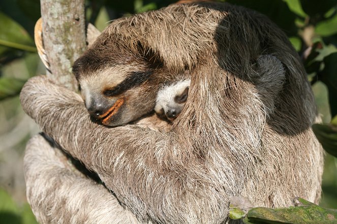 Nature: A Sloth Named Velcro - Photos
