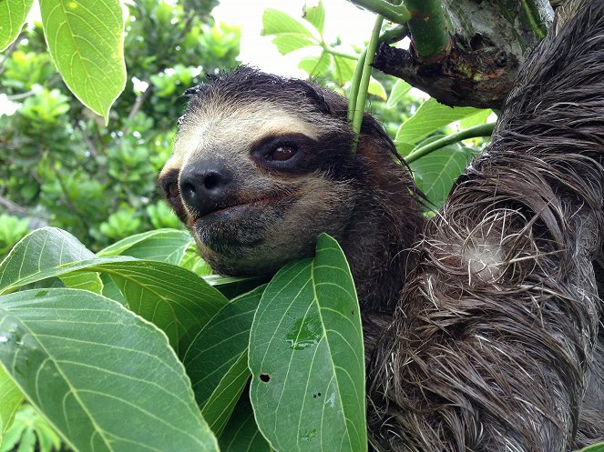 Nature: A Sloth Named Velcro - De la película