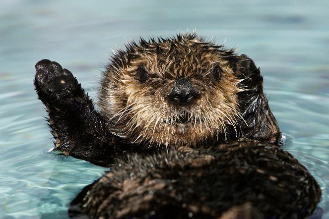 Nature: Saving Otter 501 - Filmfotók