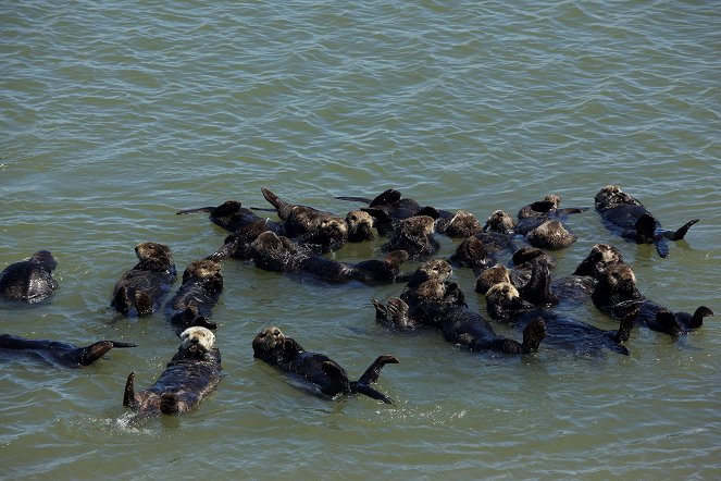 Nature: Saving Otter 501 - Photos