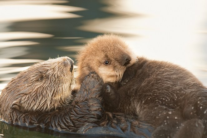 Nature: Saving Otter 501 - De la película