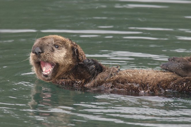 Nature: Saving Otter 501 - Filmfotos