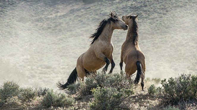 Planet Earth - Deserts - Van film