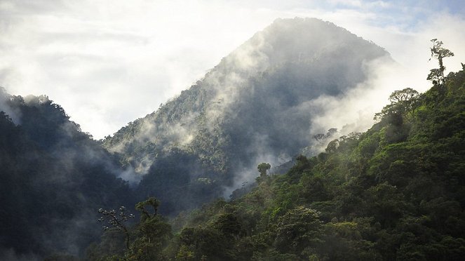 Planeta Ziemia - Tropikalne lasy deszczowe - Z filmu