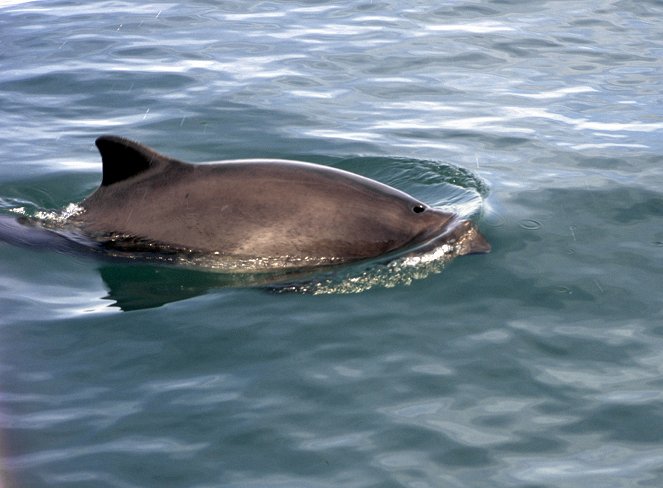 Schweinswale - Zwischen Sylt und Kanada - Photos
