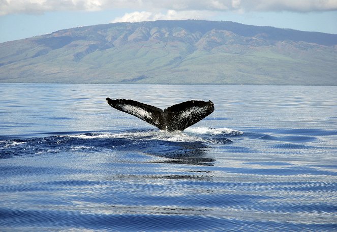 Das Geheimnis der Buckelwale - Filmfotos