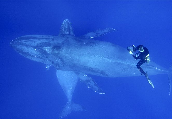 Das Geheimnis der Buckelwale - Photos