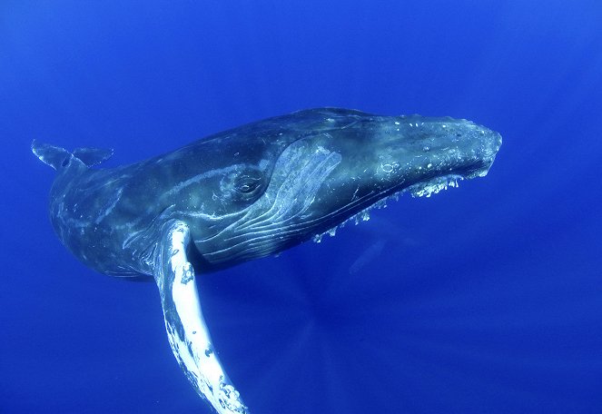 Das Geheimnis der Buckelwale - Filmfotos