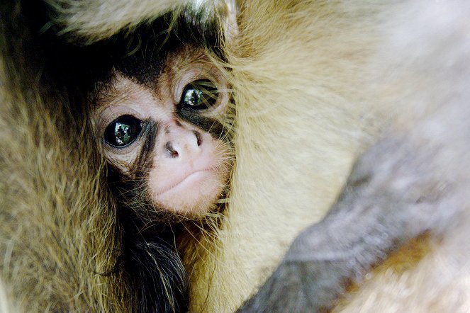 Die Schule der Affen - Überleben im Dschungel Guatemalas - Filmfotos
