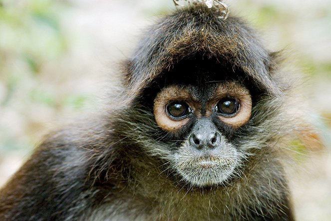Die Schule der Affen - Überleben im Dschungel Guatemalas - Filmfotos