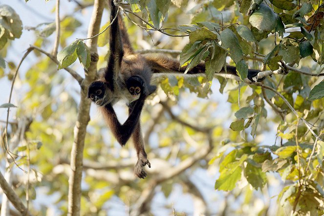 L’école des singes - Retour dans la jungle du Guatémala - Film