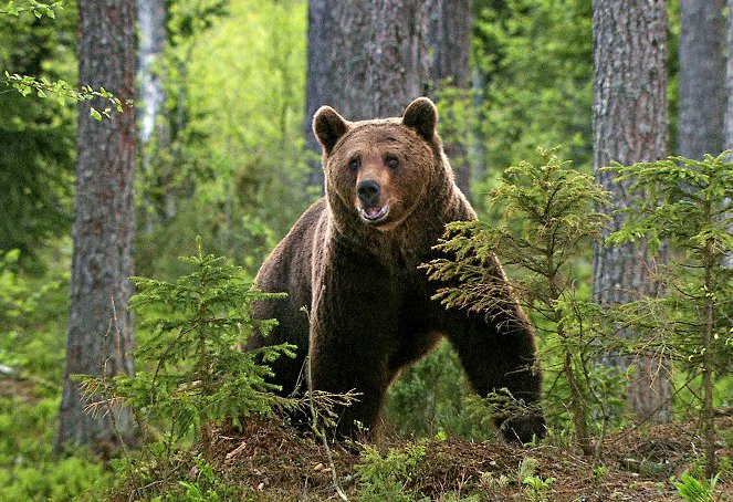 Schwedens Bären - Geliebt und gehasst - Photos