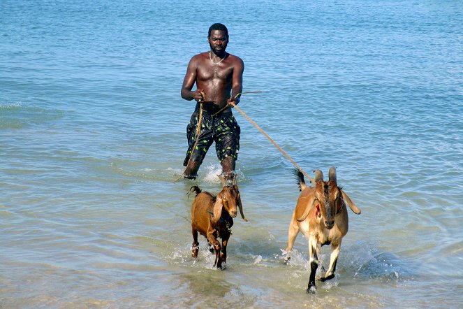 Tierische Leidenschaften - Das Rennen der Ziegen, Wettstreit auf Tobago - Filmfotók