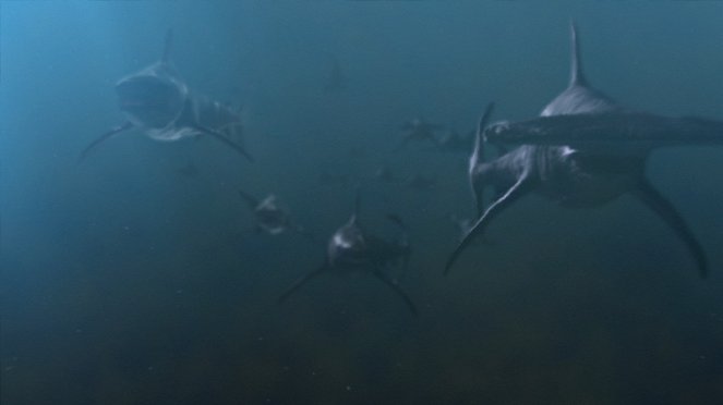 Planeta dos Tubarões - Do filme