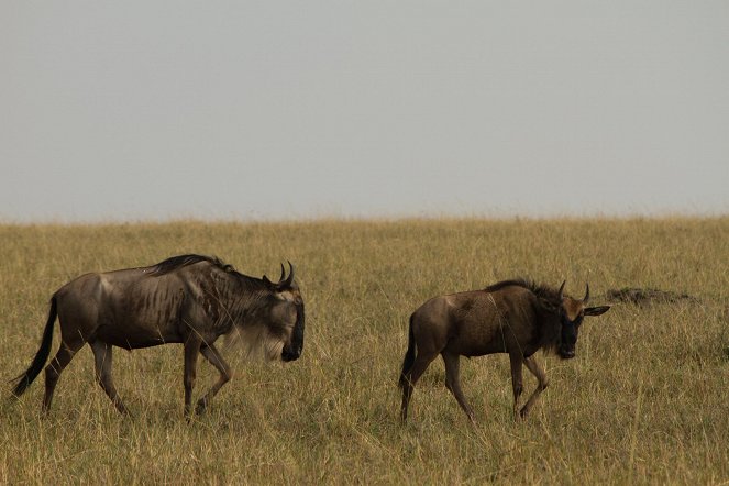 Wildebeest: Born To Run - Photos