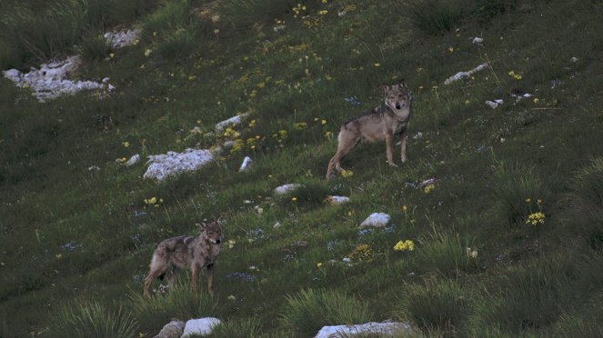 La Vallée des loups - Photos