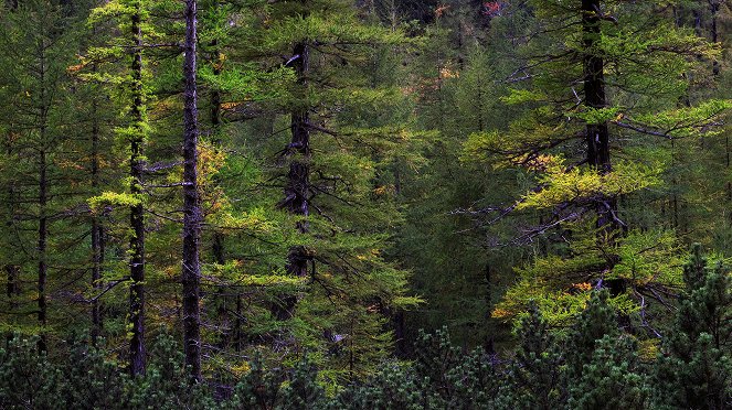 Die Waldheimat - Ein Jahr im Zauberwald - Filmfotos