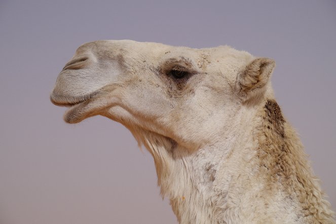 Universum: Wüstenschiffe - Von Kamelen und Menschen - Kuvat elokuvasta