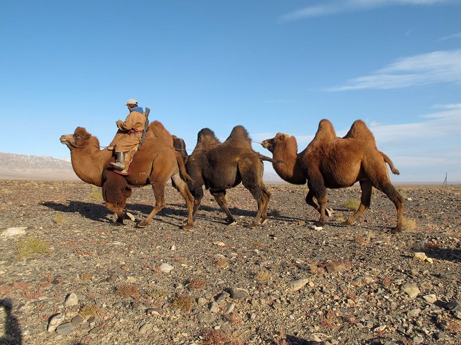 Universum: Wüstenschiffe - Von Kamelen und Menschen - Van film