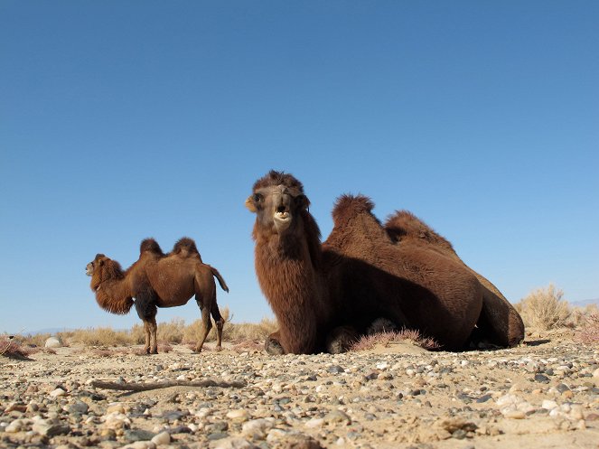 Wüstenschiffe: Von Kamelen und Menschen - Filmfotos