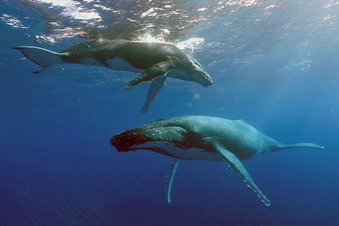 À + ou - 5 mètres de la surface des océans - Z filmu