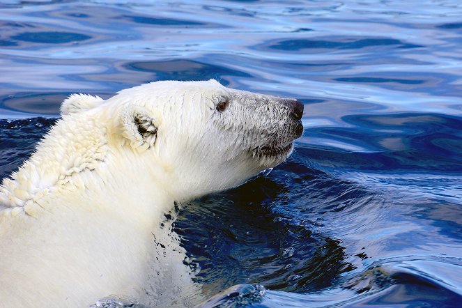 À + ou - 5 mètres de la surface des océans - Filmfotók