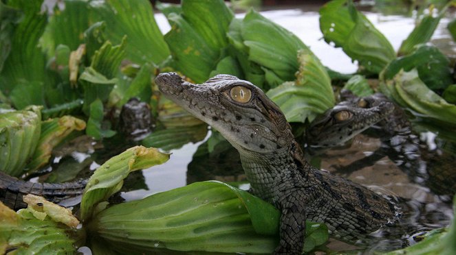 Krokodilok az aligátorok ellen - Filmfotók