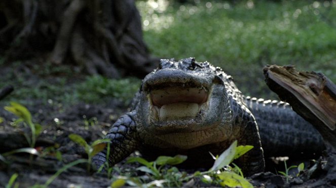Krokodil vs. Alligator - Filmfotos