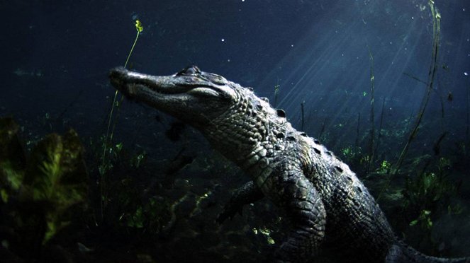 Krokodilok az aligátorok ellen - Filmfotók