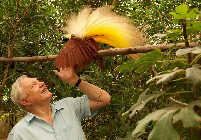 Attenborough's Paradise Birds - Filmfotók - David Attenborough