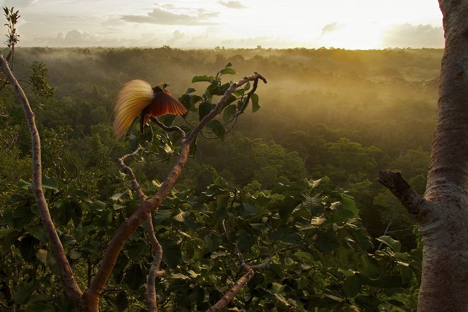 Attenborough's Paradise Birds - Van film