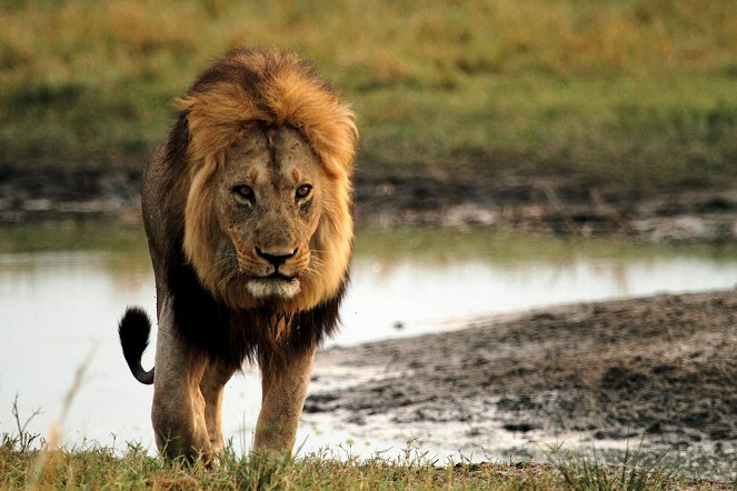 Natural World - Season 34 - Kampf in der Kalahari: Löwen gegen Elefanten - Filmfotos