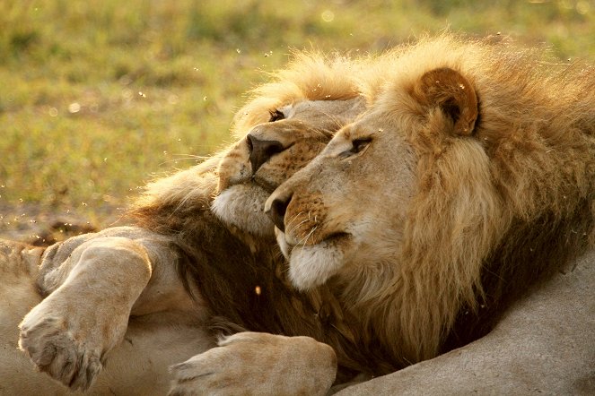 Natural World - Kampf in der Kalahari: Löwen gegen Elefanten - Filmfotos
