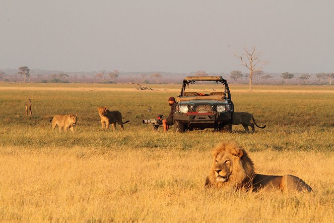 The Natural World - Return of the Giant Killers: Africas Lion Kings - Kuvat elokuvasta