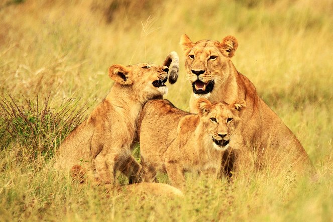 Prirodzený svet - Return of the Giant Killers: Africas Lion Kings - Z filmu